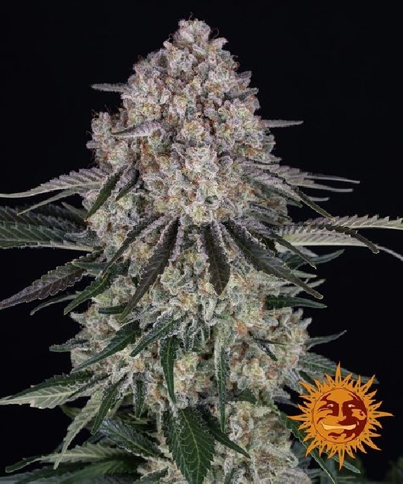 Sour Diesel Auto Cannabis Seeds