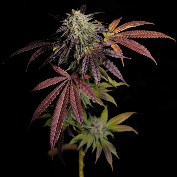 7 S.O.H. Cannabis Seeds
