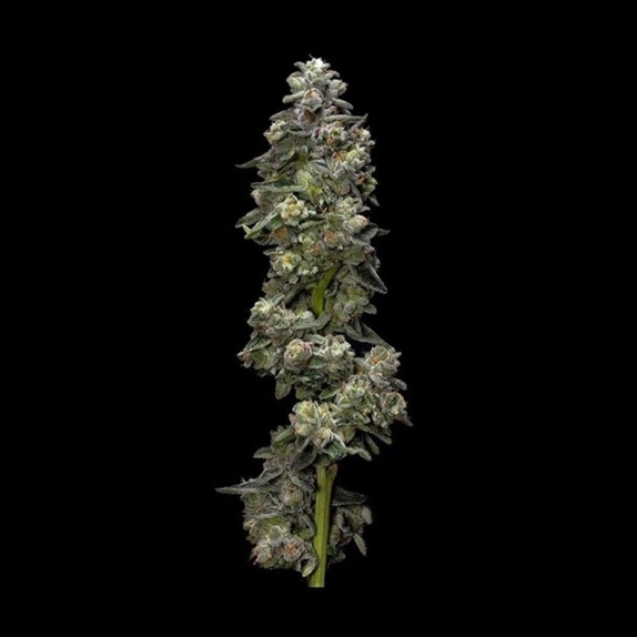 Auto Bakers Delight Cannabis Seeds