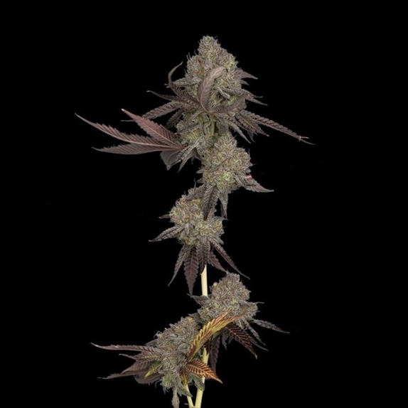 Auto DNA Cake Cannabis Seeds