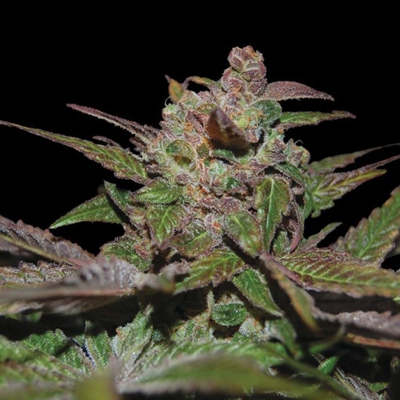 Auto Purple Wreck Cannabis Seeds