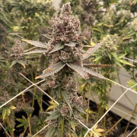 Tropicana Grape Cake Cannabis Seeds