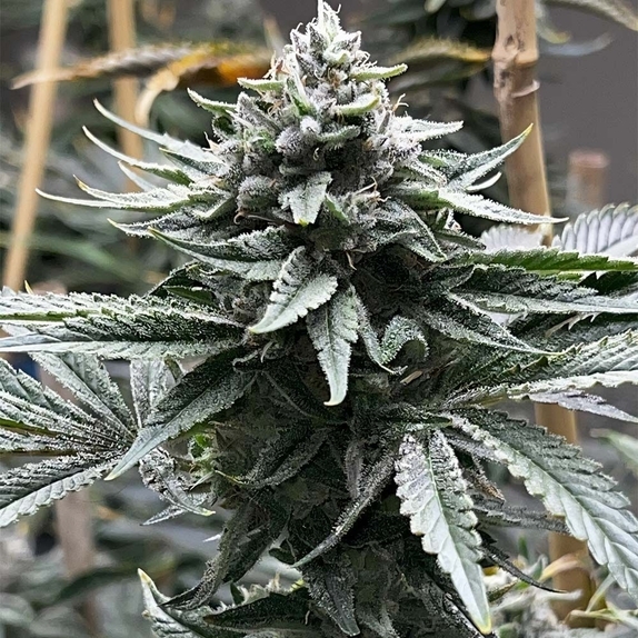 Watermelon Zaza S1 Cannabis Seeds