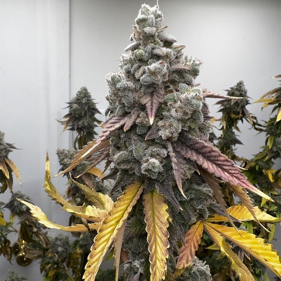 Pineapple Whip S1 Cannabis Seeds