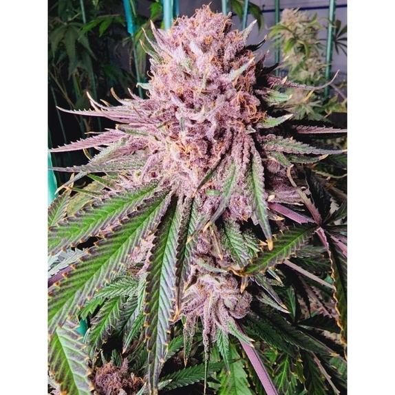 Runtz De Frutas Cannabis Seeds