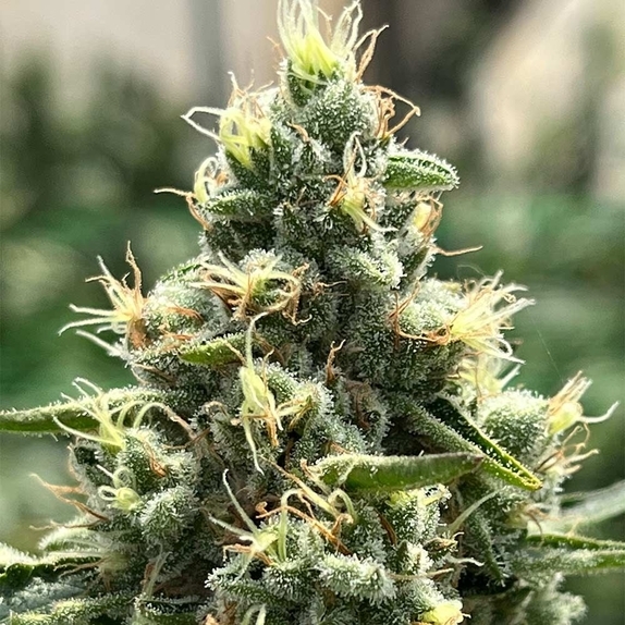 Zinfandel Cannabis Seeds