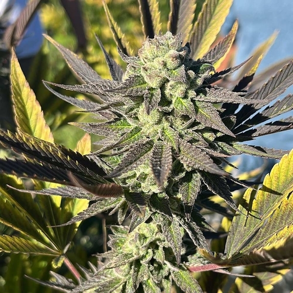 Samarian Sunset Cannabis Seeds