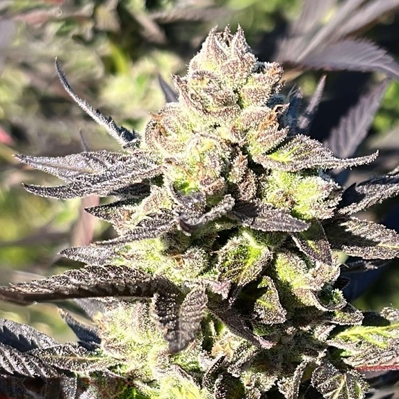 Limonada De Mango F2 Cannabis Seeds