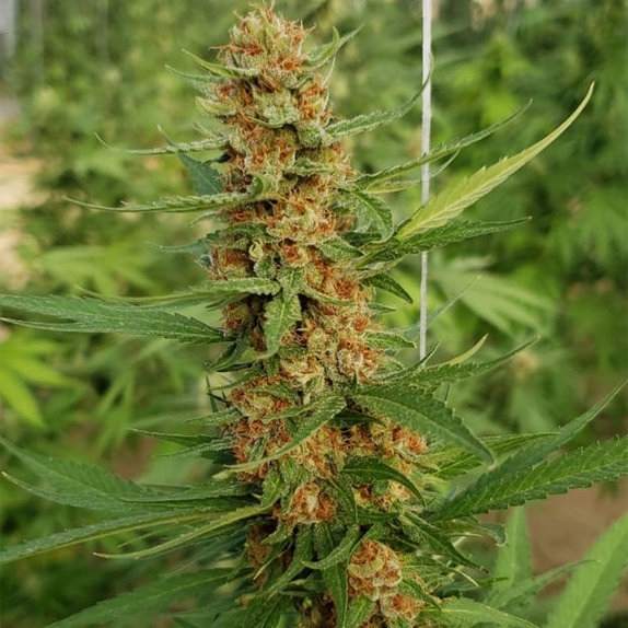 Raspao Cannabis Seeds