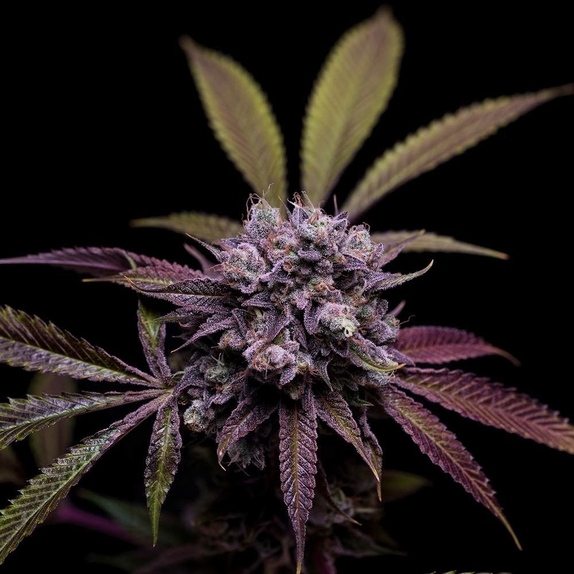 78 Tenzin #4 Cannabis Seeds