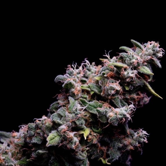 Hazy Kush S1 Cannabis Seeds