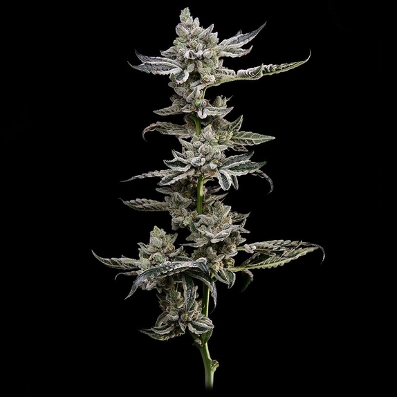 Platinum Affie 78  Cannabis Seeds