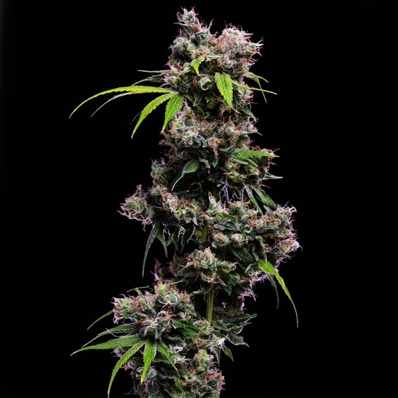 Golden Pineapple S1 Cannabis Seeds