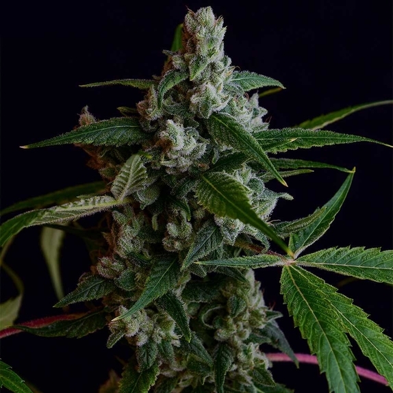 OGLA78 BX Cannabis Seeds