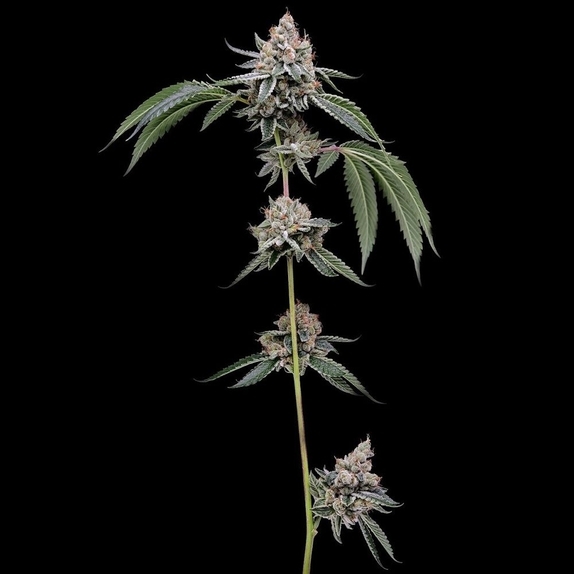 Chemhead #78 Cannabis Seeds