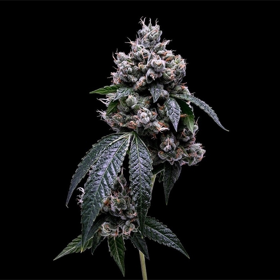 Kosher Chem 78 Cannabis Seeds