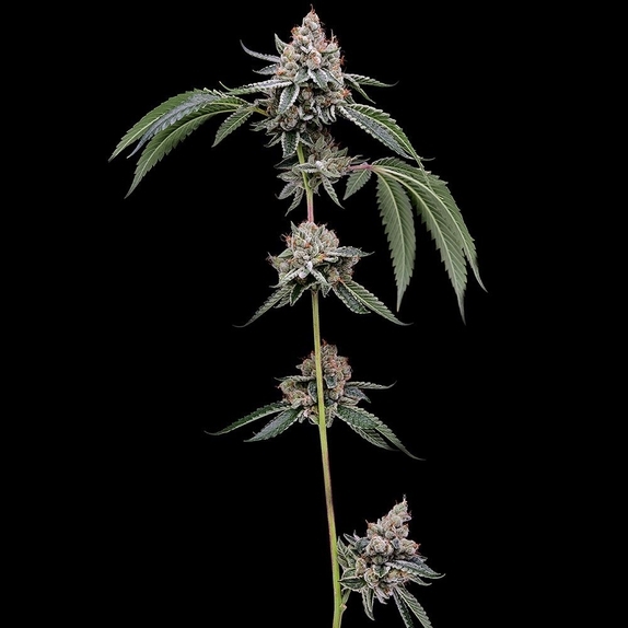 OGCD BX Cannabis Seeds