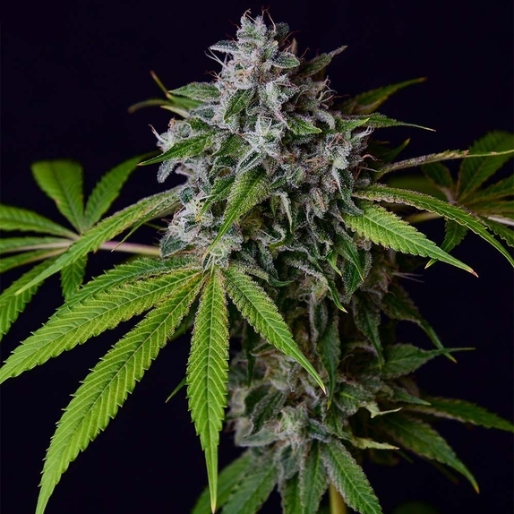 Tenzin Chem 78 Cannabis Seeds