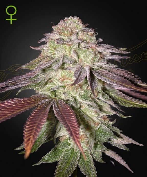 Sugarlato Auto Cannabis Seeds