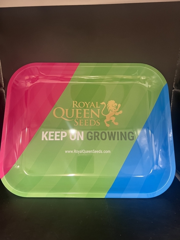 Royal Queen Seeds metal rectangular tray in Green/Blue/Pink Cannabis Seeds