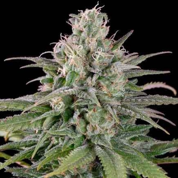 UK Cheese feminised Cannabis Seeds