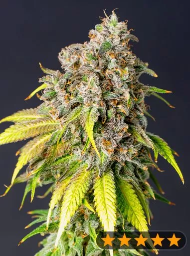 60 Day Grapefruit Auto Cannabis Seeds