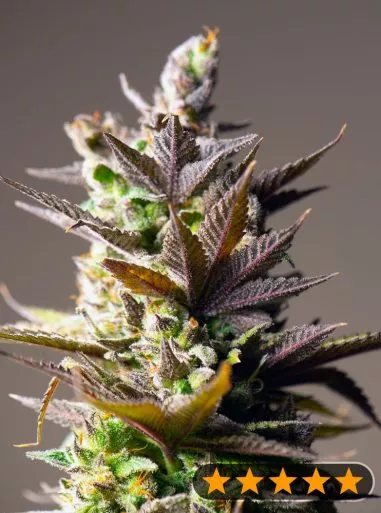 Cookie Mint  Cannabis Seeds
