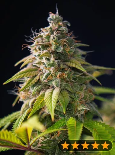 Gorilla Zkittlez Cannabis Seeds