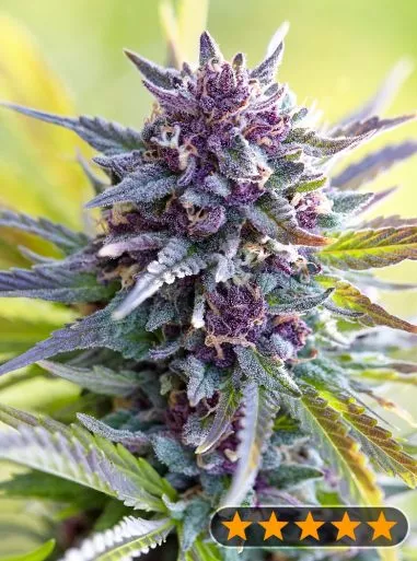 Grandaddy Purple Cannabis Seeds