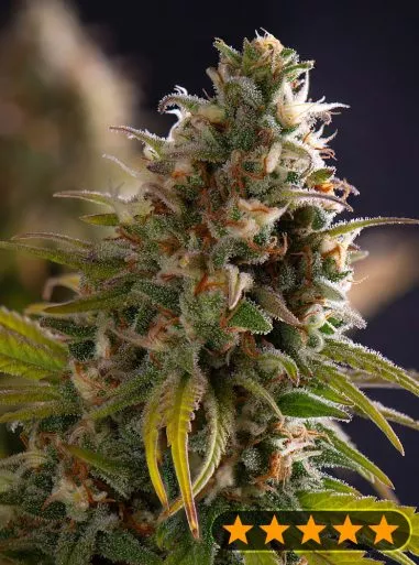 Wedding Cake Cannabis Seeds