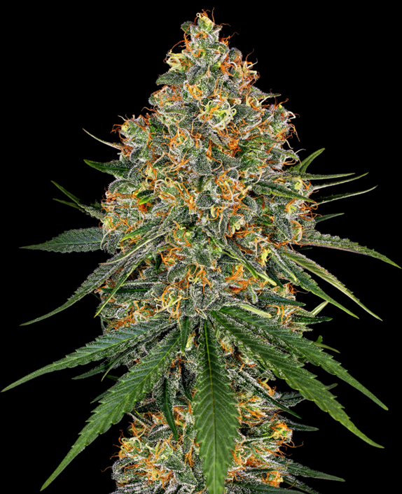 White Cheese Cannabis Seeds