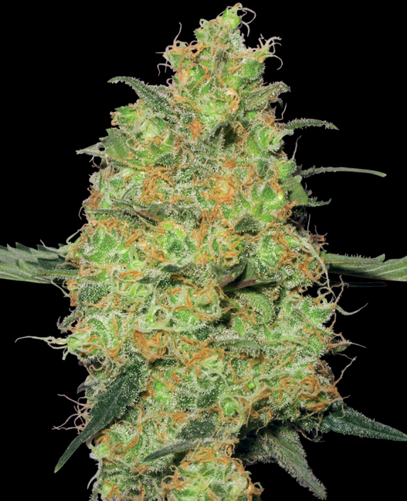 Master Kush Cannabis Seeds