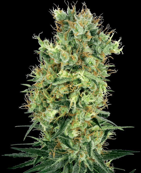 California Orange Bud Cannabis Seeds