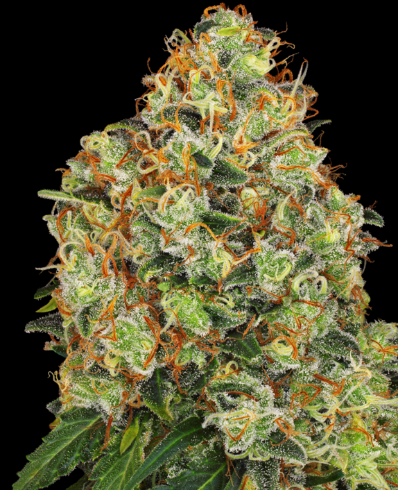 American Line Sweet Tangerine Tango Automatic Cannabis Seeds