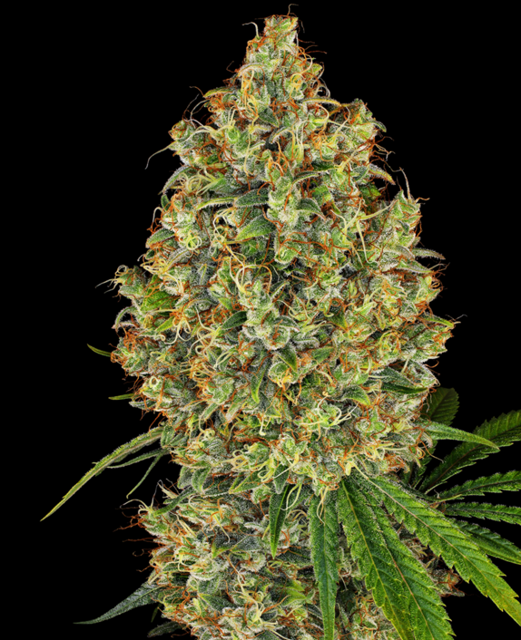 AK420 Cannabis Seeds