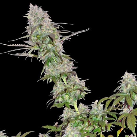 Green Mango Kush Cannabis Seeds