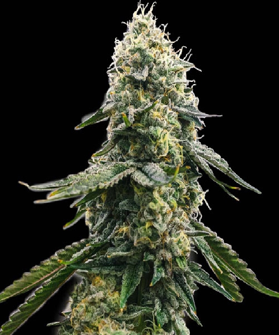 Zkittlez Cannabis Seeds