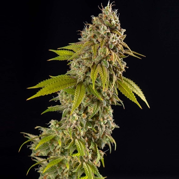 Girl Scout Cookies Auto Cannabis Seeds