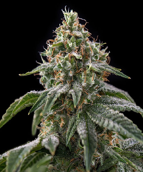 Girl Scout Cookies Cannabis Seeds