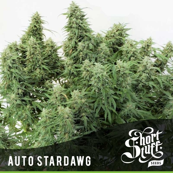 Auto Stardawg Cannabis Seeds