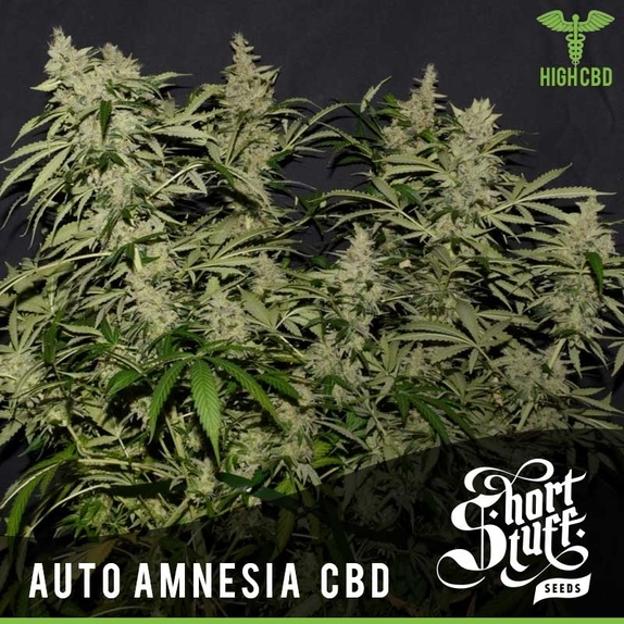 Auto Amnesia CBD Cannabis Seeds
