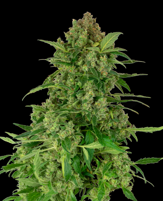 Black Lights CBD Auto Cannabis Seeds