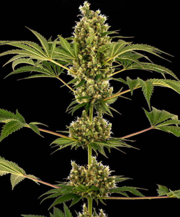 #34 (Sensi Auto CBD) Cannabis Seeds