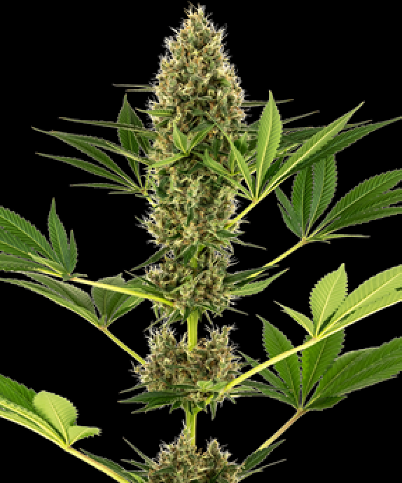 #219 (Kush x Hindu Kush Auto) Cannabis Seeds
