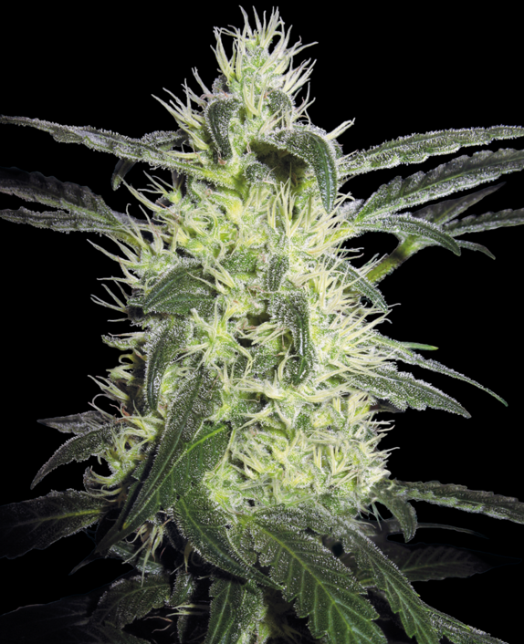 Silver Haze Regular Cannabis Seeds