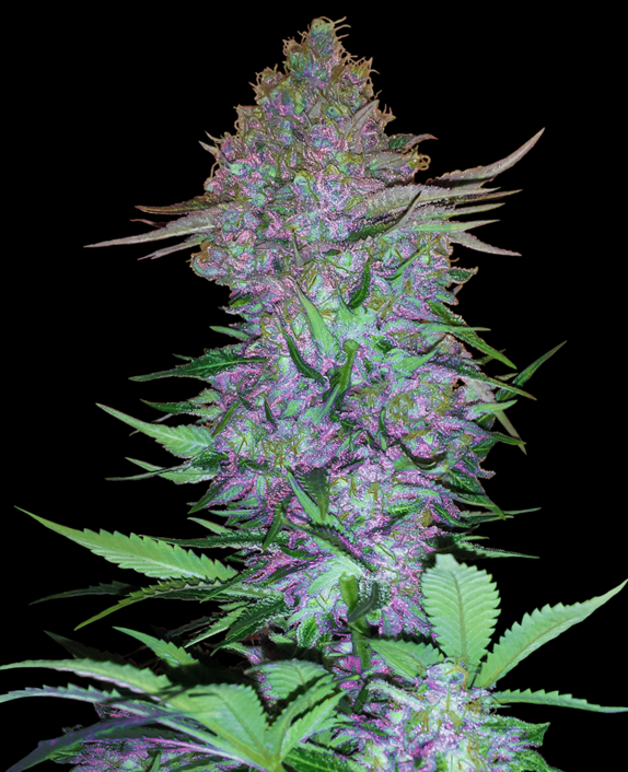 Purple Skunk Auto Cannabis Seeds