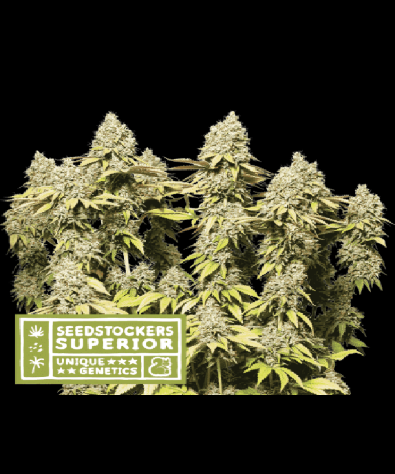Superior Rucu Cucu OG Auto Cannabis Seeds