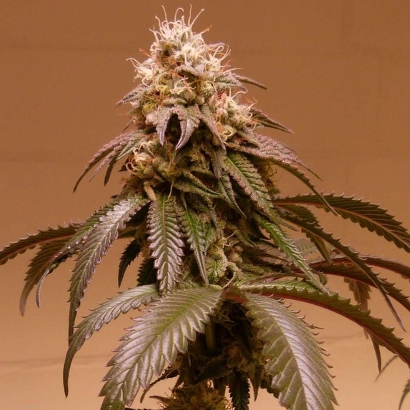 Plum Paradise Cannabis Seeds