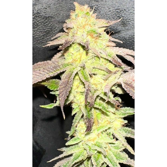 MoZiZi LtD Regular Cannabis Seeds