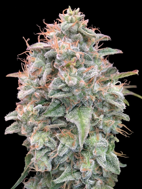 Auto Banana Cookies  Cannabis Seeds